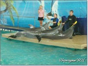 Артисты дельфинария в пос. Партенит Артисты дельфинария в пос. Партенит