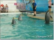 Выступление дельфинов с обручами Выступление дельфинов с обручами