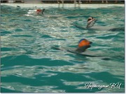 Дельфины играют с мячиками Дельфины играют с мячиками