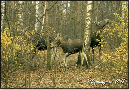 Парки Москвы- Лосиный остров. Фото экскурсии и прогулки по Москве. Парки Москвы- Лосиный остров. Фото экскурсии и прогулки по Москве.
