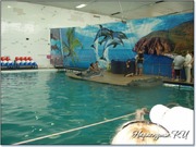 Фотосессия с дельфином Фотосессия с дельфином