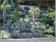 Кактусы парк Айвазовского Кактусы парк Айвазовского