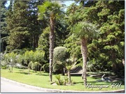 Пальмы парк Айвазовского Пальмы парк Айвазовского