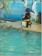 Рисунок дельфинов в дельфинарии Рисунок дельфинов в дельфинарии