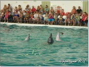 Танго дельфинов в Партените Танго дельфинов в Партените