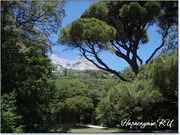 Вид на Ай-Петри из Воронцовского парка Вид на Ай-Петри из Воронцовского парка