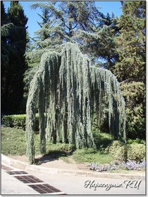 Кедр сизый плакучий Кедр сизый плакучий