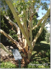 Земляничник мелкоплодный Земляничник мелкоплодный